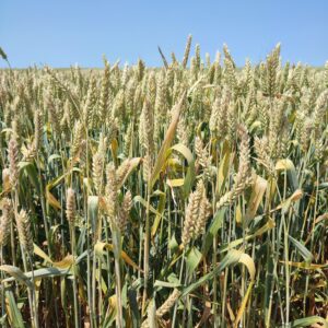 BG BOREALIS - POBOLJŠIVAČ A2 kvalitetne grupe 14,7 % proteina STABILAN PRINOS 9,5 do 10,97 t/ha